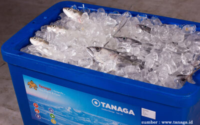 3 Tips Menangani Ikan Hasil Tangkapan, Cool Box adalah Salah Satunya